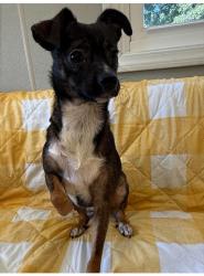 Lost Female Dog last seen Idlewild, Burlington, KY 41005