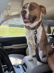 Reunited Male Dog last seen Near Broad St, Rome, GA 30161, Rome, GA 30161