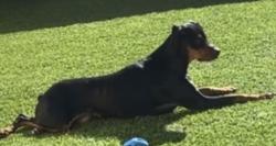 Lost Female Dog last seen Stevens st and chamberlain way, Adelanto, CA 92301