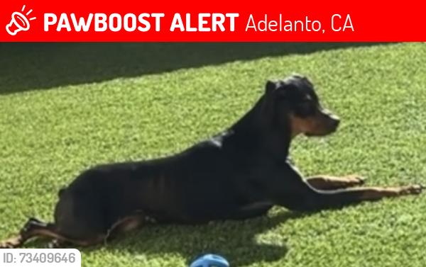 Lost Female Dog last seen Stevens st and chamberlain way, Adelanto, CA 92301