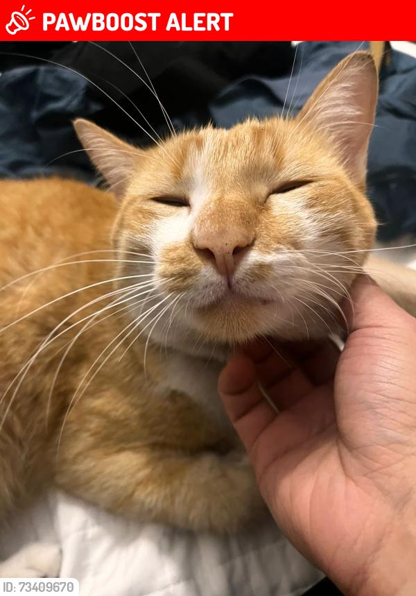 Lost Male Cat last seen Av. Francisco Tranchesi, 379, Jardim Nossa Senhora do Carmo, SP 08270-460