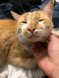 Lost Male Cat last seen Av. Francisco Tranchesi, 379, Jardim Nossa Senhora do Carmo, SP 08270-460