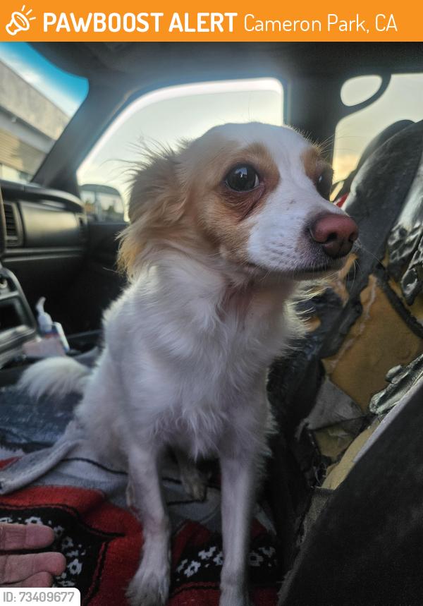 Found/Stray Unknown Dog last seen Extramile gas station, Cameron Park, CA 95682