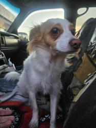 Found/Stray Unknown Dog last seen Extramile gas station, Cameron Park, CA 95682