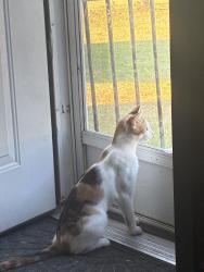Lost Female Cat last seen Ten mile rd, Howell rd, 906 barker church rd lumberton nc, Robeson County, NC 28358
