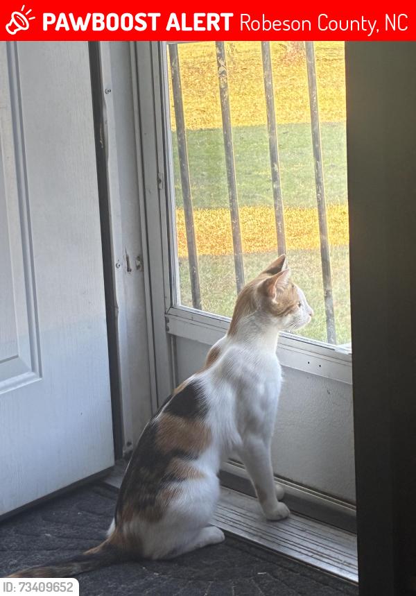 Lost Female Cat last seen Ten mile rd, Howell rd, 906 barker church rd lumberton nc, Robeson County, NC 28358