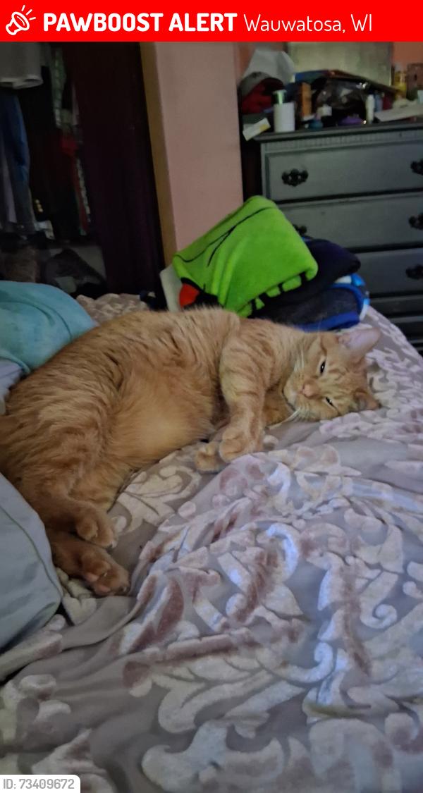 Lost Male Cat last seen 68th bluemound area, Wauwatosa, WI 53213