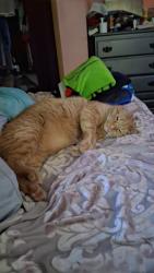 Lost Male Cat last seen 68th bluemound area, Wauwatosa, WI 53213