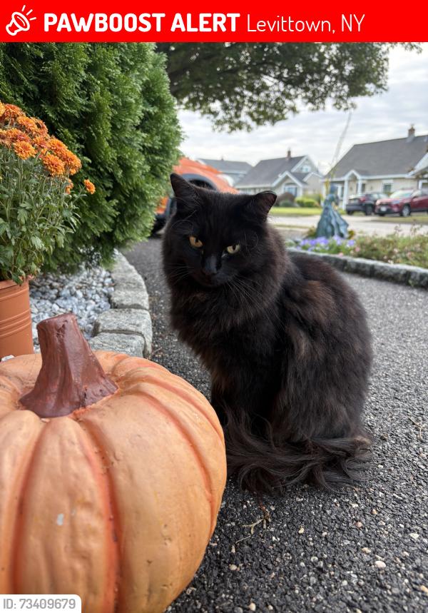 Lost Female Cat last seen Pasture lane, Levittown, NY 11756
