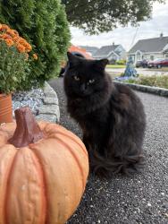 Lost Female Cat last seen Pasture lane, Levittown, NY 11756