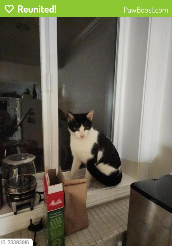 Reunited Unknown Cat last seen 16th and Geary, San Francisco, CA 94118
