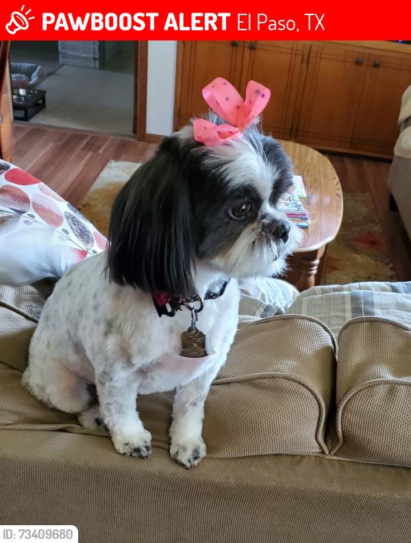 Lost Female Dog last seen Le Barron, El Paso, TX 79907