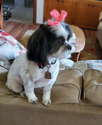 Lost Female Dog last seen Le Barron, El Paso, TX 79907