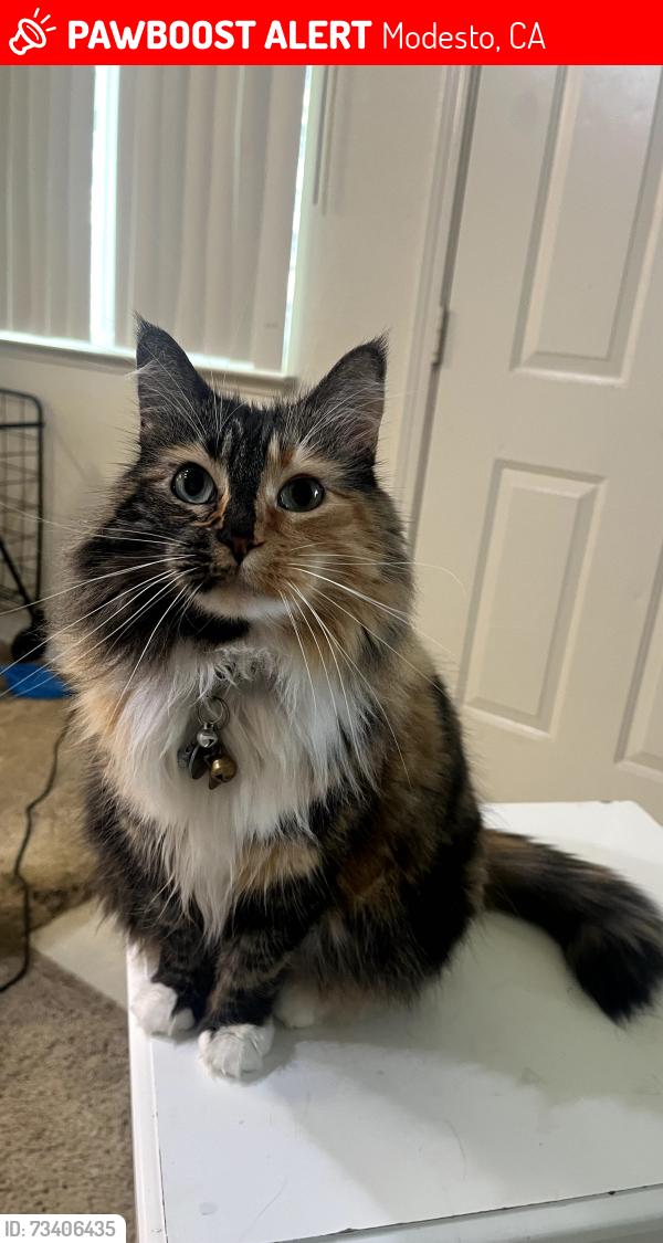 Lost Female Cat last seen Golden Corral, Modesto, CA 95350