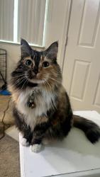 Lost Female Cat last seen Golden Corral, Modesto, CA 95350