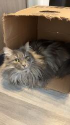 Lost Male Cat last seen hse, Beaumont, AB 