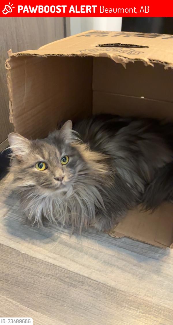Lost Male Cat last seen hse, Beaumont, AB 