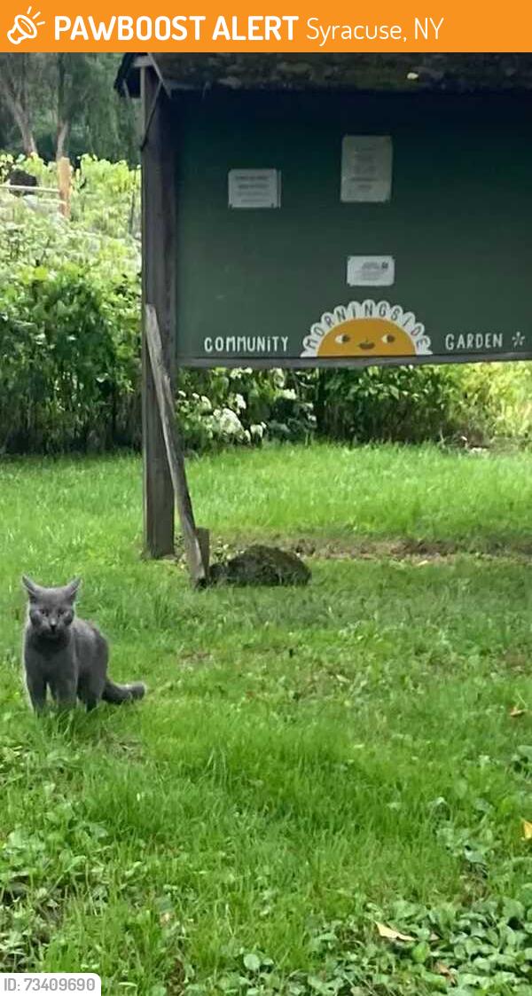 Found/Stray Unknown Cat last seen In Morningside Community Garden, Syracuse, NY 13210