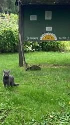 Found/Stray Unknown Cat last seen In Morningside Community Garden, Syracuse, NY 13210