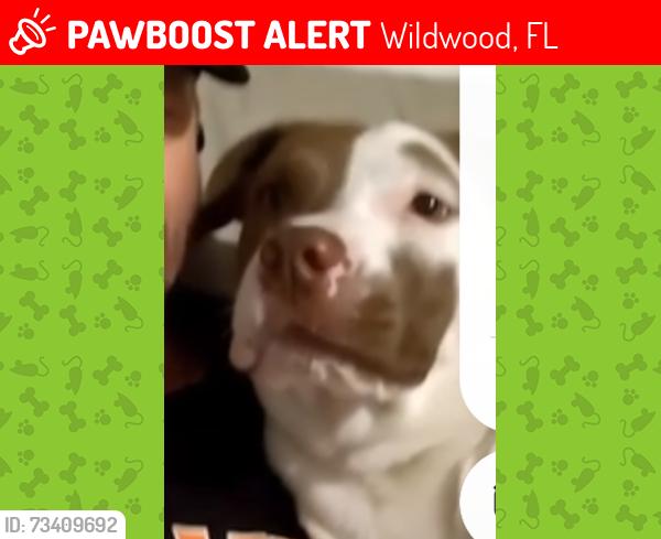 Lost Female Dog last seen Warm springs ave, Wildwood, FL 34785