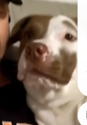 Lost Female Dog last seen Warm springs ave, Wildwood, FL 34785