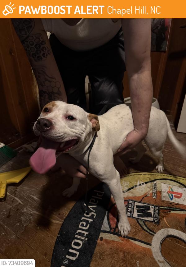 Found/Stray Female Dog last seen longview and columbia, Chapel Hill, NC 27516