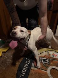Found/Stray Female Dog last seen longview and columbia, Chapel Hill, NC 27516