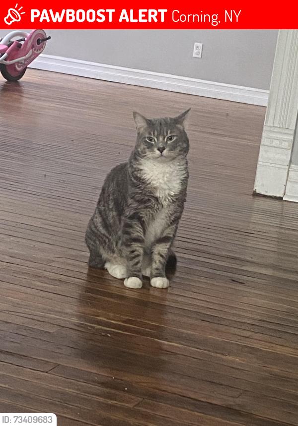 Lost Male Cat last seen Wall and E 2nd street, Corning, NY 14830