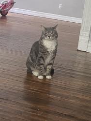 Lost Male Cat last seen Wall and E 2nd street, Corning, NY 14830