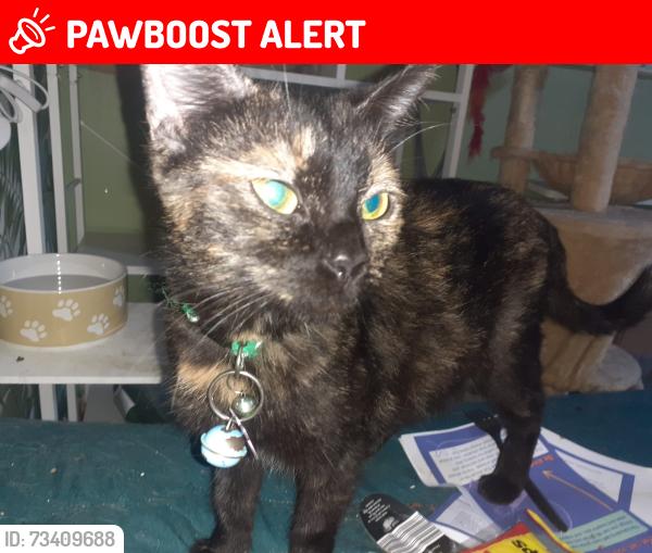 Lost Female Cat last seen Mansfield st Ashton-under-Lyne ol70hf, Greater Manchester, England 