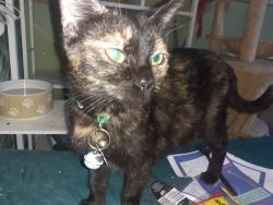 Lost Female Cat last seen Mansfield st Ashton-under-Lyne ol70hf, Greater Manchester, England 