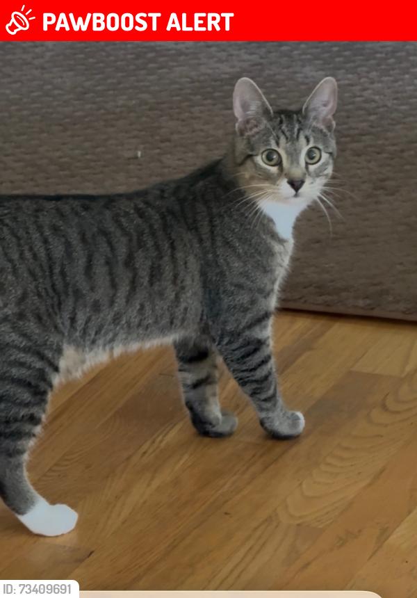 Lost Male Cat last seen Holmes Run Trail neighborhood, West Falls Church, VA 22044
