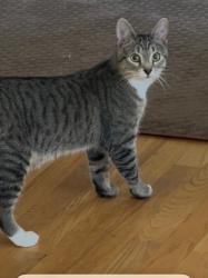 Lost Male Cat last seen Holmes Run Trail neighborhood, West Falls Church, VA 22044