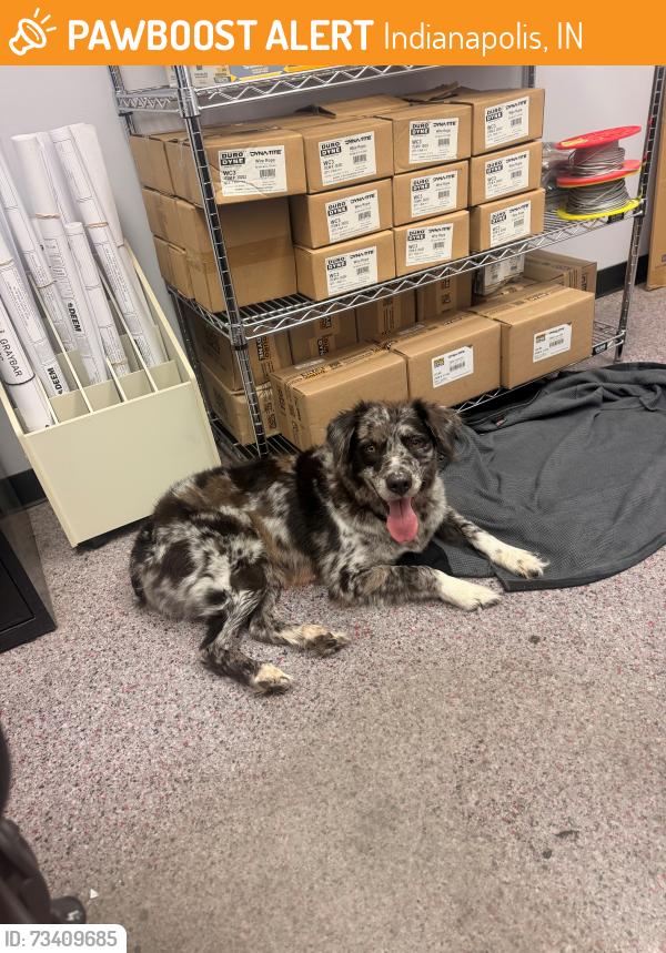 Found/Stray Female Dog last seen 30th & Shadeland, Indianapolis, IN 46219