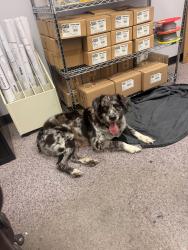 Found/Stray Female Dog last seen 30th & Shadeland, Indianapolis, IN 46219