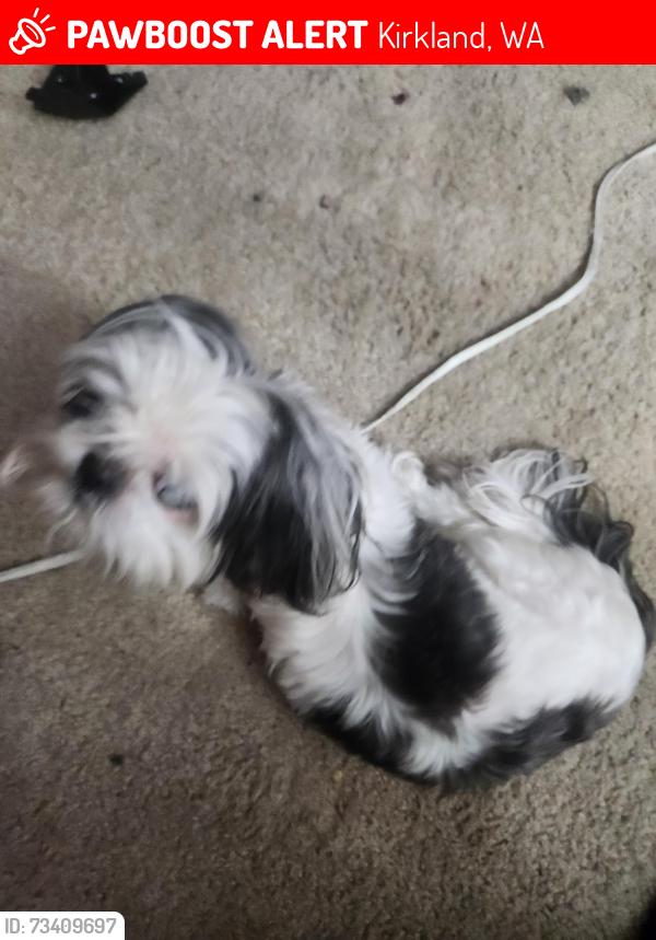 Lost Female Dog last seen Montebello apmts, Kirkland, WA 98034