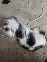Lost Female Dog last seen Montebello apmts, Kirkland, WA 98034