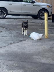 Found/Stray Unknown Dog last seen Premier High School, Fort Worth, TX 76107