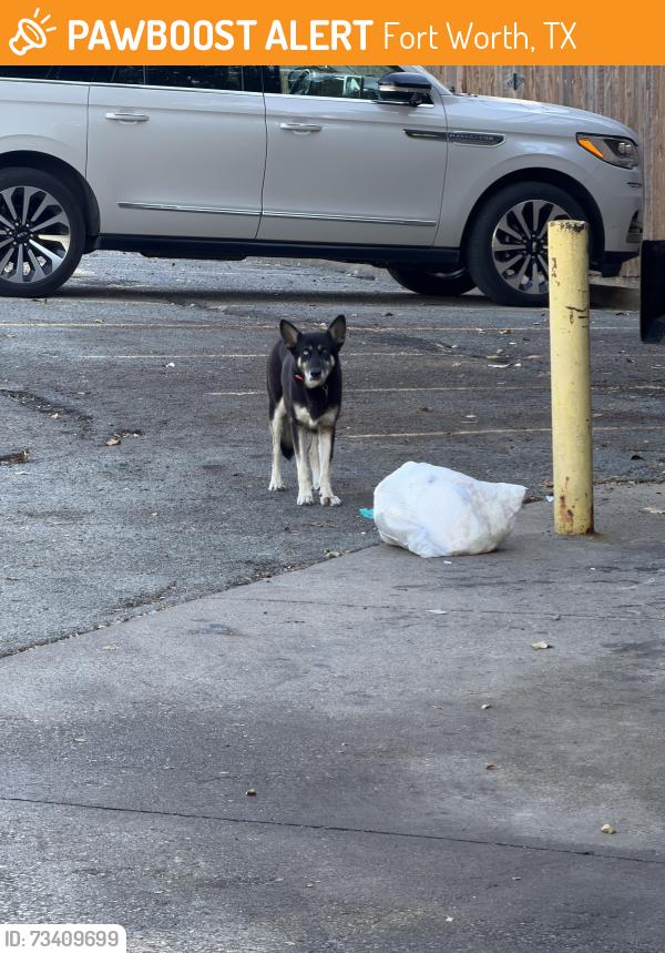 Found/Stray Unknown Dog last seen Premier High School, Fort Worth, TX 76107