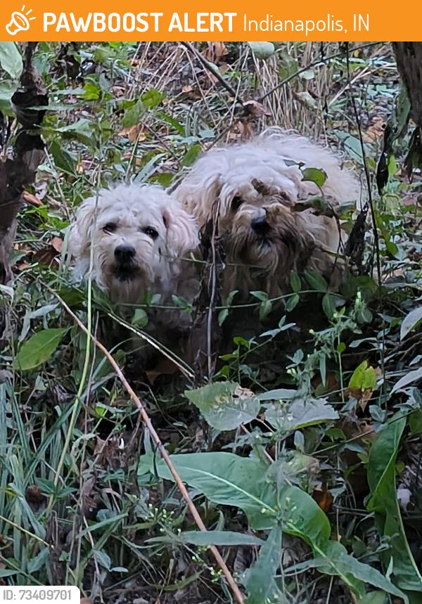 Found/Stray Unknown Dog last seen By the creek behind Walmart, Indianapolis, IN 46226