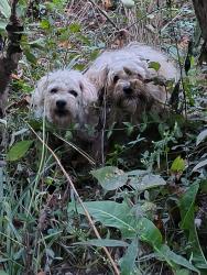 Found/Stray Unknown Dog last seen By the creek behind Walmart, Indianapolis, IN 46226