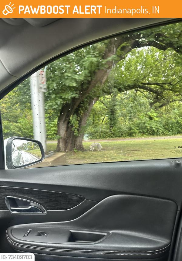 Found/Stray Unknown Dog last seen Fall Creek Pkwy, Indianapolis, IN 46205