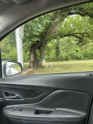 Found/Stray Unknown Dog last seen Fall Creek Pkwy, Indianapolis, IN 46205
