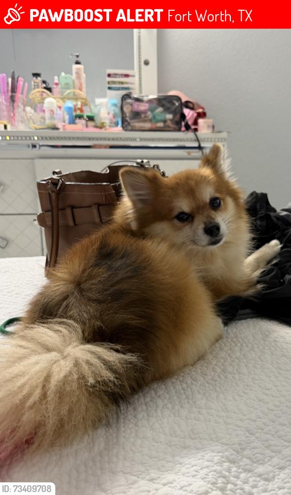 Lost Male Dog last seen Galvez Ave 76111, Fort Worth, TX 76111