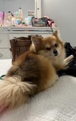 Lost Male Dog last seen Galvez Ave 76111, Fort Worth, TX 76111