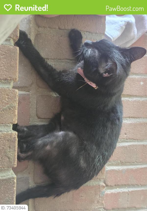 Reunited Female Cat last seen Lexington and Shadybrook Drive, Athens, GA 30605