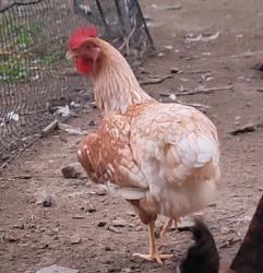 Lost Female Bird last seen Belvidere Road, Phillipsburg, NJ 08865