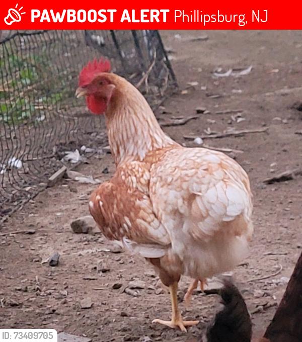 Lost Female Bird last seen Belvidere Road, Phillipsburg, NJ 08865