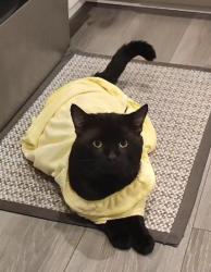 Lost Male Cat last seen Christiana lane, Форестброк, SC 29579