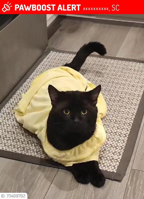 Lost Male Cat last seen Christiana lane, Форестброк, SC 29579